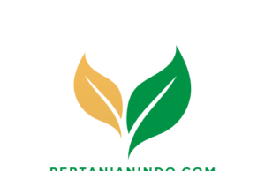 Pertanianindo.com: Sumber Informasi Terpercaya di Dunia Pertanian Indonesia
