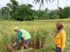 Memasuki Masa Panen, Petani Sukabumi Justru Resah?