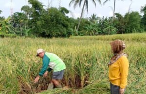 Memasuki Masa Panen, Petani Sukabumi Justru Resah?