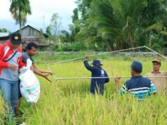 Jual Beras Langsung, Petani Kabupaten Manokwari Untung 60 Persen dari Harga Gabah Kering Panen