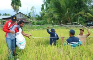 Jual Beras Langsung, Petani Kabupaten Manokwari Untung 60 Persen dari Harga Gabah Kering Panen