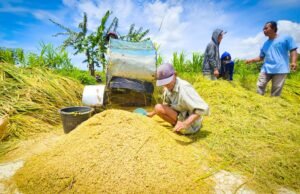 Harga Gabah di Bawah HPP, Petani Kulonprogo Menjerit dan Berharap Bulog Segera Bertindak